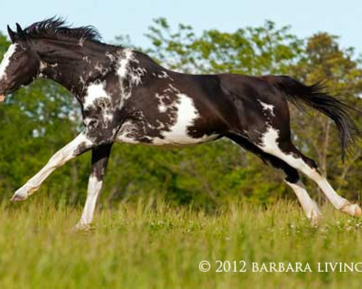 broodmare Painting Shadows xx (Thoroughbred, 2004, from Airdrie Apache xx)