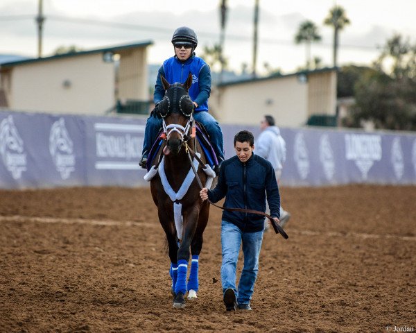 horse Takaful xx (Thoroughbred, 2014, from Bernardini xx)