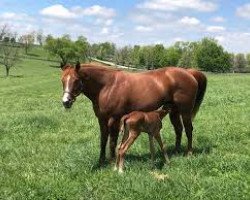 horse Wish Way xx (Thoroughbred, 2017, from American Pharoah xx)