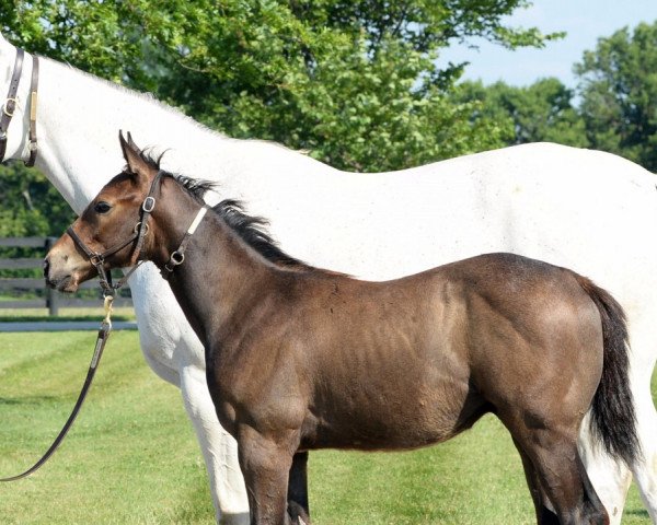 horse Hengst von American Pharoah xx (Thoroughbred, 2017, from American Pharoah xx)