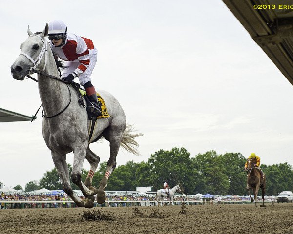 broodmare Joyful Victory xx (Thoroughbred, 2008, from Tapit xx)