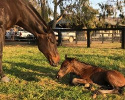 horse Ready for Caviar xx (Thoroughbred, 2017, from More Than Ready xx)