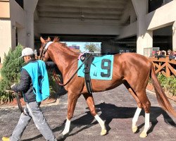 horse Tapability xx (Thoroughbred, 2015, from Tapit xx)