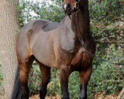 jumper Mayday Dream (KWPN (Royal Dutch Sporthorse), 2017, from Cinsey)