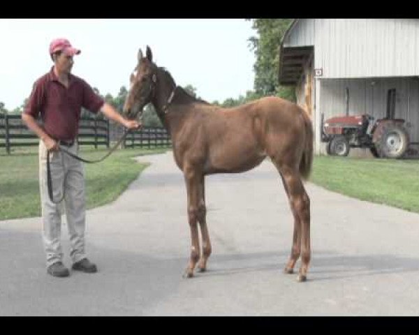 broodmare Funny Pepper xx (Thoroughbred, 2011, from Distorted Humor xx)