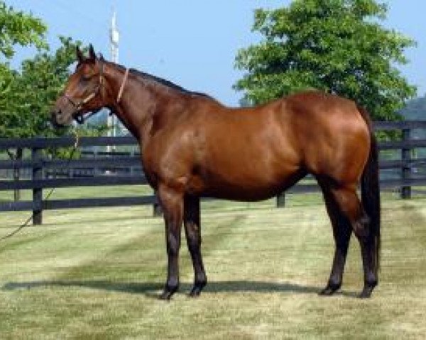 broodmare Peppers Pride xx (Thoroughbred, 2003, from Desert God xx)