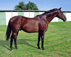 stallion Desert God xx (Thoroughbred, 1991, from Fappiano xx)