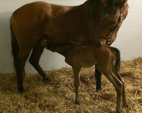 horse Lady Hester xx (Thoroughbred, 2014, from Bernardini xx)