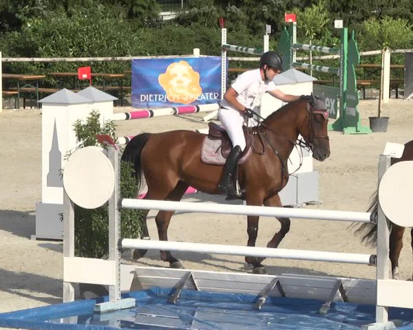 Reitturnier Illertissen 2017