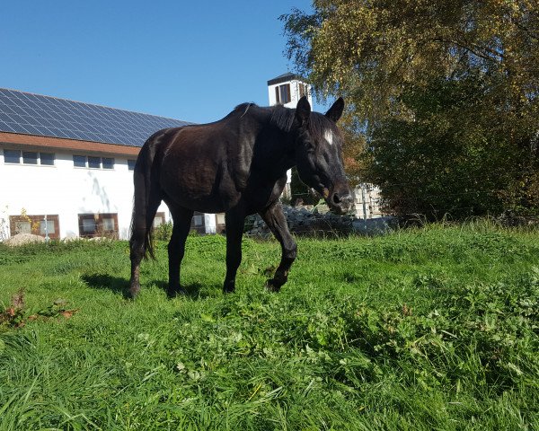 horse Paloma (German Warmblood, 1997)