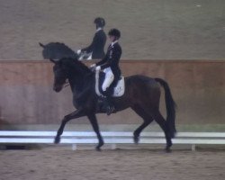 dressage horse DSP Fierro (German Sport Horse, 2010, from Fürst Wettin)