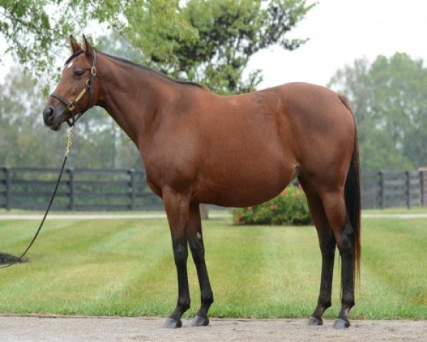 broodmare Evening Jewel xx (Thoroughbred, 2007, from Northern Afleet xx)