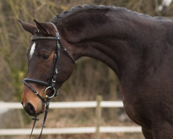 horse Ucello (Trakehner, 2013, from Bellino xx)