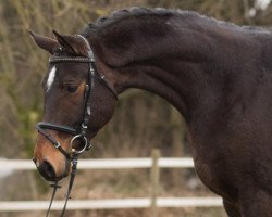 Pferd Ucello (Trakehner, 2013, von Bellino xx)