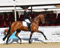 dressage horse Darlingboy (Oldenburger, 2013, from Don Darling)