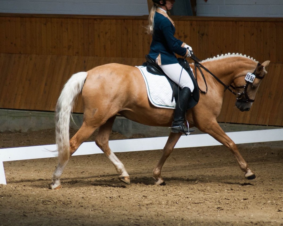 broodmare Vera's Beste (German Riding Pony, 2011, from VIP)