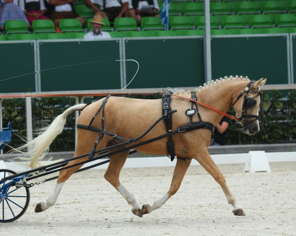 Dressurpferd Golden Brandy (Deutsches Reitpony, 2010, von Gold of Capri)