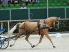 dressage horse Golden Brandy (German Riding Pony, 2010, from Gold of Capri)