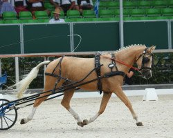 dressage horse Golden Brandy (German Riding Pony, 2010, from Gold of Capri)