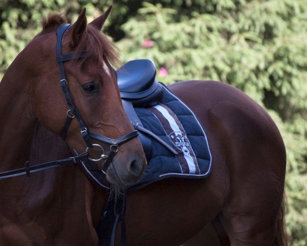 dressage horse Casanova (German Riding Pony, 2014, from Can Dance 3)