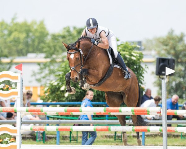 jumper Quadriga GM (Zweibrücken, 2010, from Quite Magic)