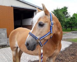 Pferd Leonora (Haflinger, 1998, von Moik (6,25% ox))