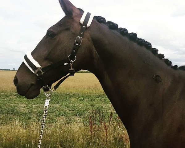 broodmare Lokazida (Mecklenburg, 2003, from Lomber)