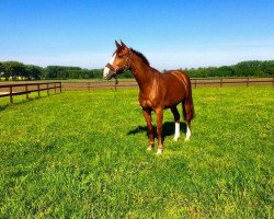 broodmare La Caro (Hanoverian, 2008, from Lordanos)