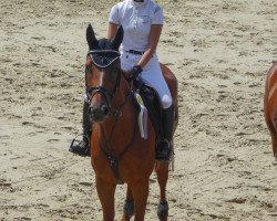 jumper Paulin 9 (Hanoverian, 2008, from Perigueux)