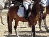 dressage horse Dajas Isana (Welsh mountain pony (SEK.A), 2012, from Blaenau Denver)