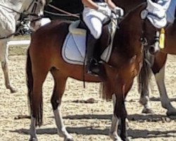 Dressurpferd Dajas Isana (Welsh Mountain Pony (Sek.A), 2012, von Blaenau Denver)