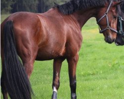 jumper Lysandos (Oldenburg show jumper, 2014, from Lyjanero)