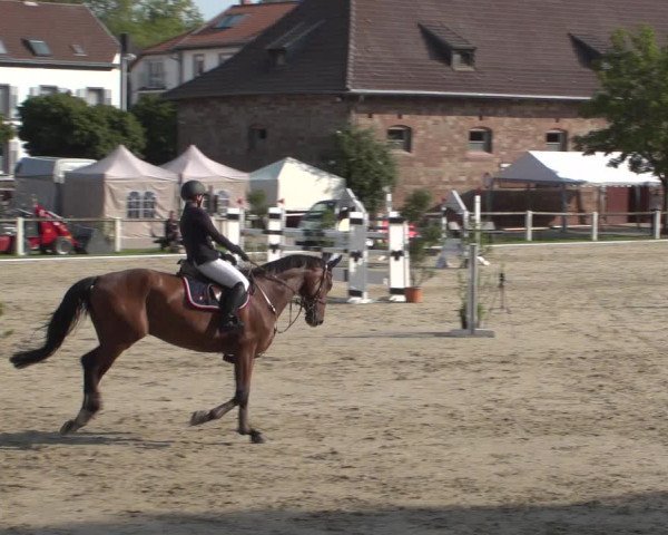 Reitturnier Zweibrücken 2017
