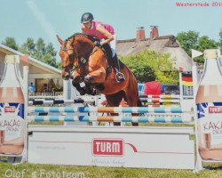 jumper Dibaba K (Oldenburg show jumper, 2013, from Dibadu L)