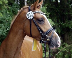 Zuchtstute Amarula Kiss (Deutsches Reitpony, 2015, von Dreidimensional AT NRW)