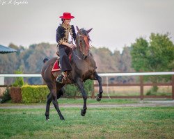 Pferd Elbasim ox (Araber, 2005, von Wachlarz ox)