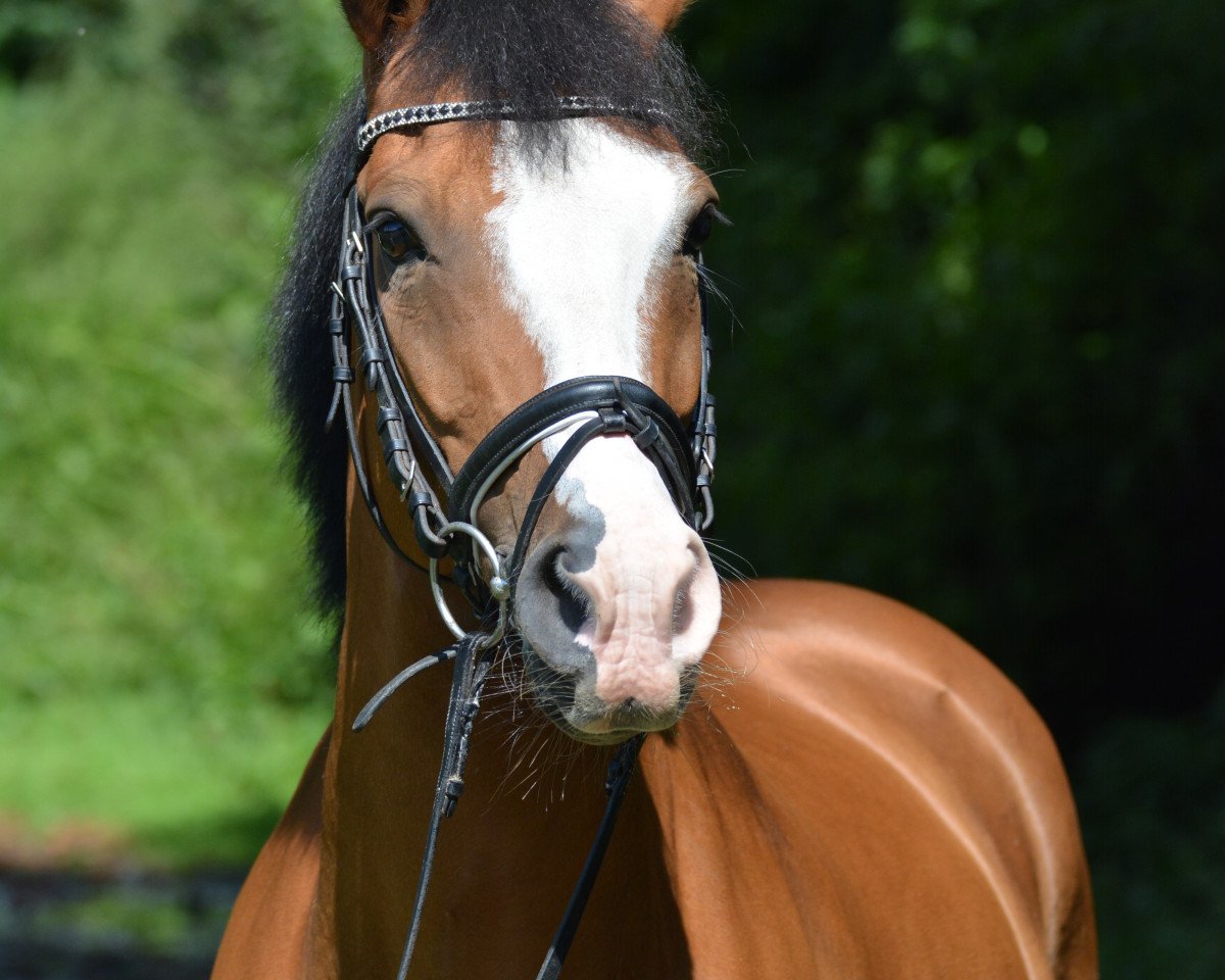 dressage horse Marco Polo 228 (unknown, 2006)