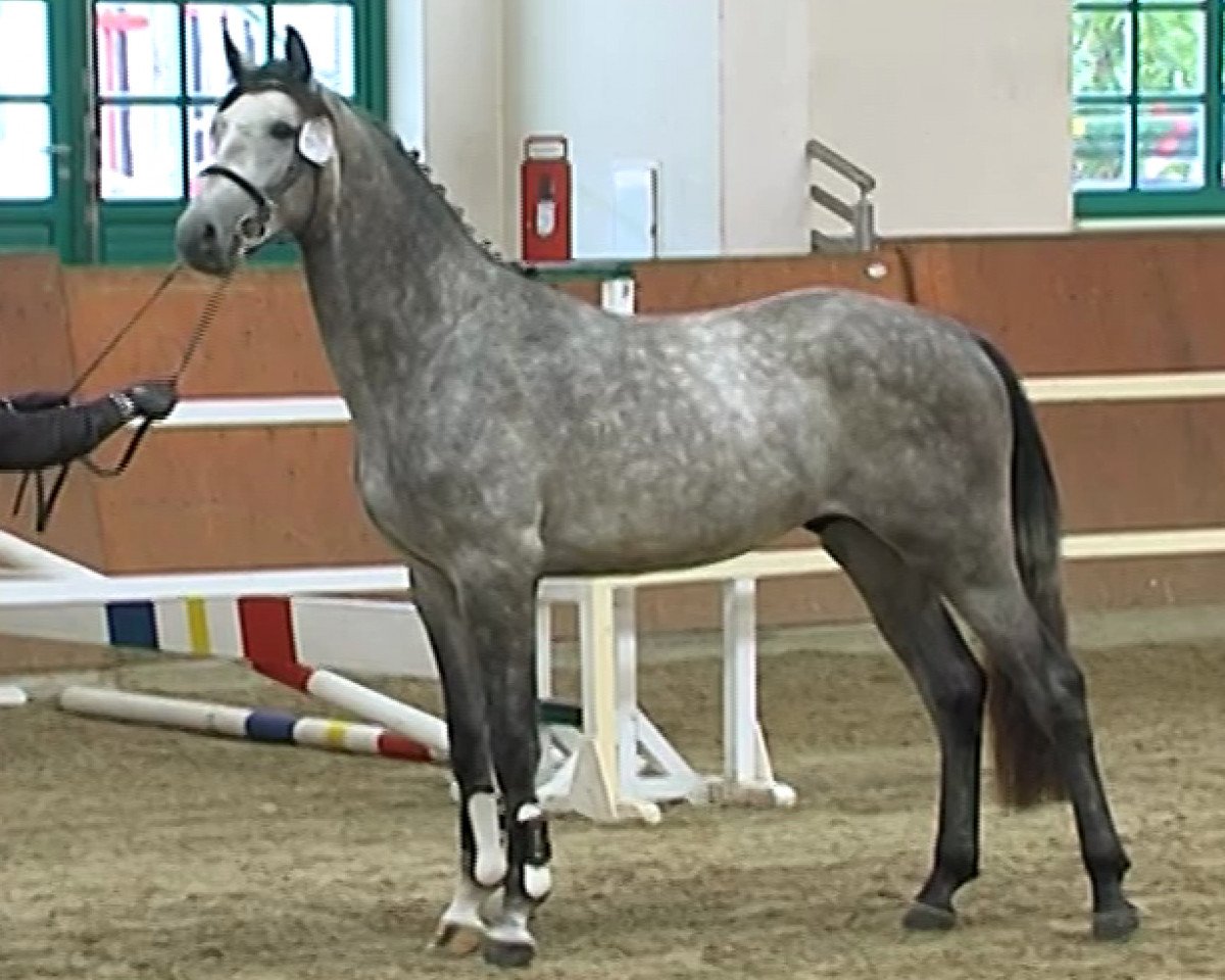 stallion A Proud Cornet (Oldenburg, 2009, from Atlas Bavaria)