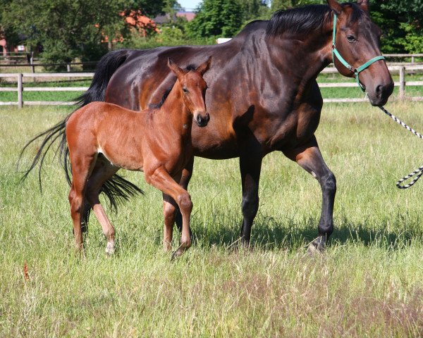 broodmare Wenda (Hanoverian, 1991, from Wanderbursch I)