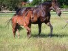 broodmare Wenda (Hanoverian, 1991, from Wanderbursch I)