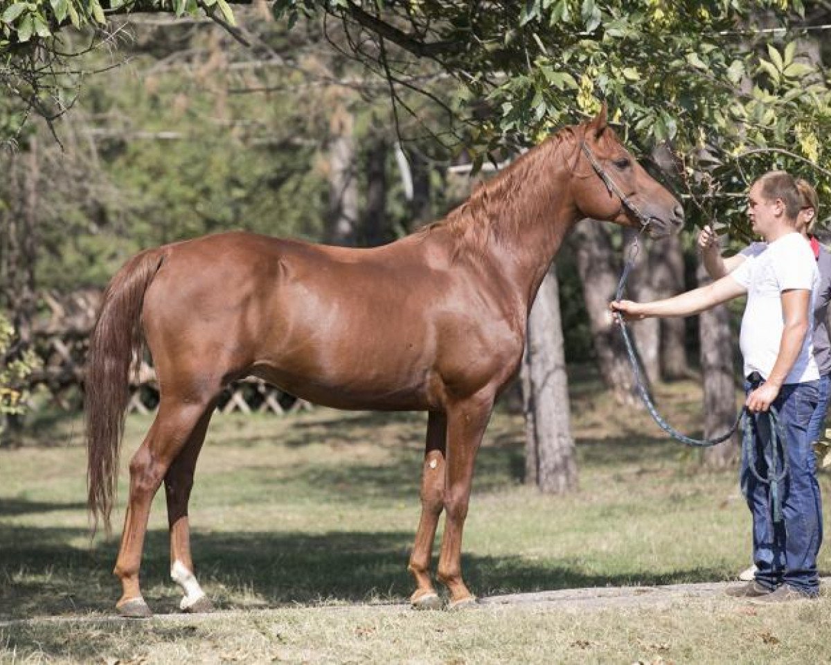 stallion Coyote Ugly Tersk (Arabian purebred, 2013, from Akcent 1995 ox)