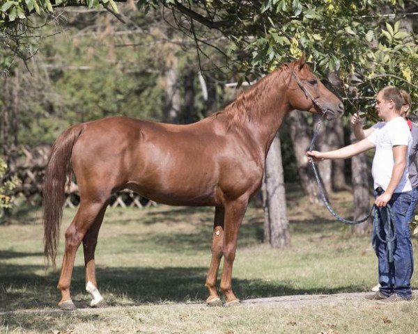 stallion Coyote Ugly Tersk (Arabian thoroughbred, 2013, from Akcent 1995 ox)