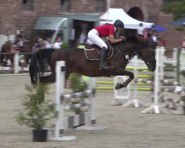 Reitturnier Zweibrücken 2017
