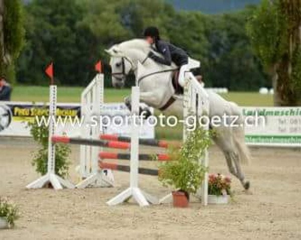 Springpferd Rory Rolex (Connemara-Pony, 2010, von Dexter Leam Pondi)