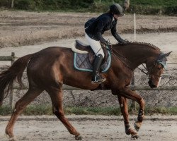 jumper Golden Quinta S (Bavarian, 2003, from Goethe)