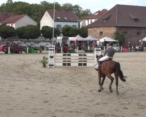 Reitturnier Zweibrücken 2017