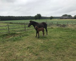 jumper Exito PZ (Zangersheide riding horse, 2018, from Coral Reef Eldorado P)