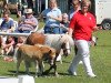 Pferd HD`s Poldi (Shetland Pony (unter 87 cm), 2018, von Pageboy of Chestnut Stable)