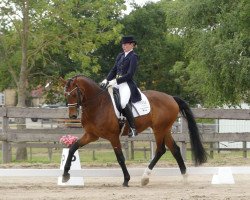 dressage horse Aston 15 (Westphalian, 2010, from Ampère)