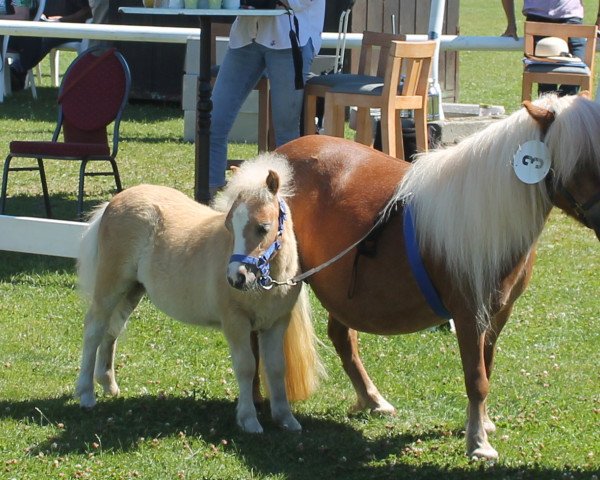 Pferd HD`s Philip (Shetland Pony, 2018, von HD´s Phönix)